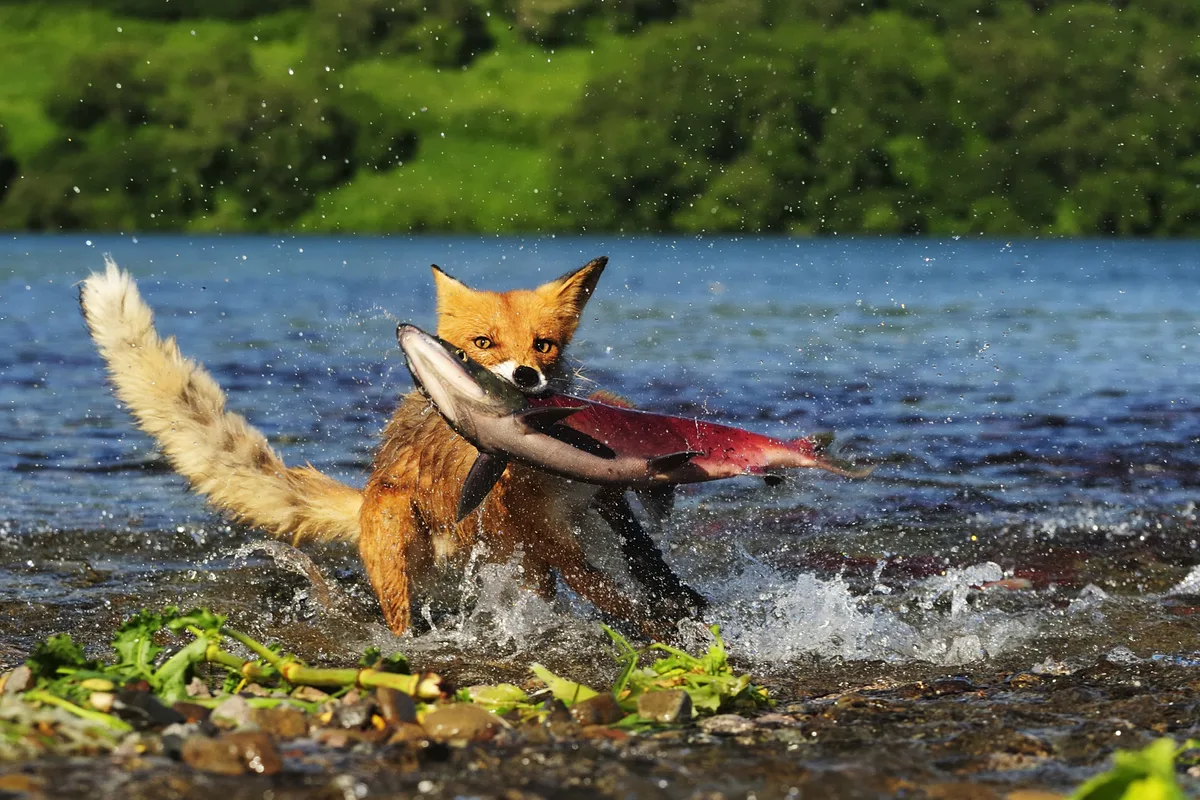 Nicht als Symbolbilder verwenden. Fox catching a sockeye salmon